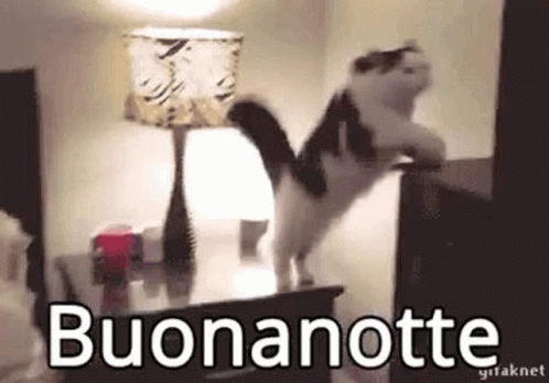 Buonanotte Sleeping Cat GIF