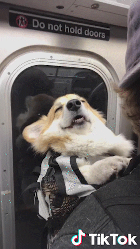 Buonanotte Sleepy Corgi In Train GIF