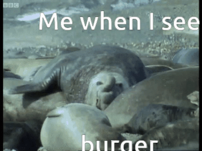 Burger Seal Crawling GIF