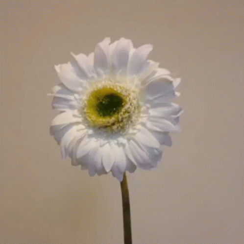 Burning White Daisy Flower GIF