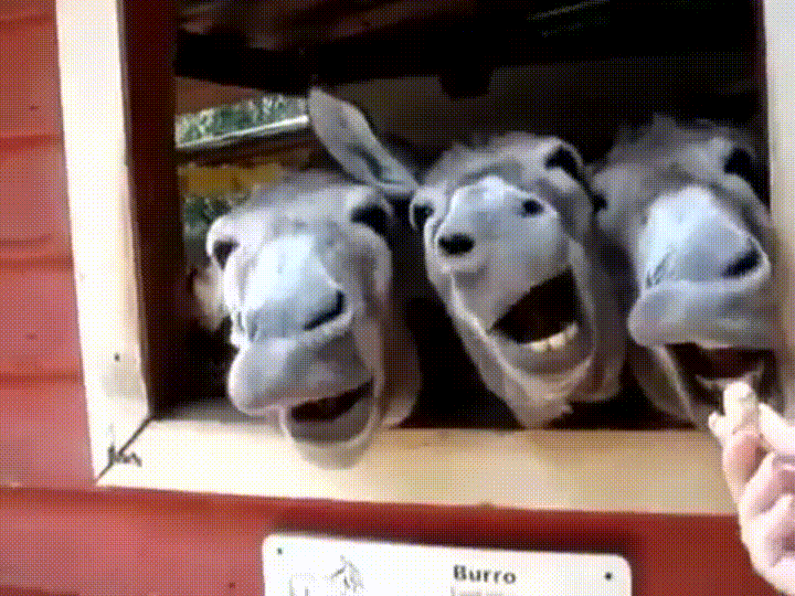 Burro Animal Name GIF