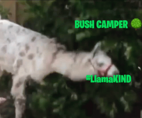 Bush Camper Llama GIF
