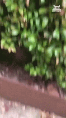 Bush Dog Hello GIF
