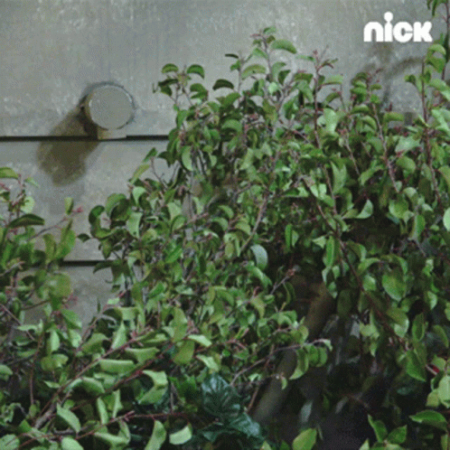 Bush In The Bushes GIF