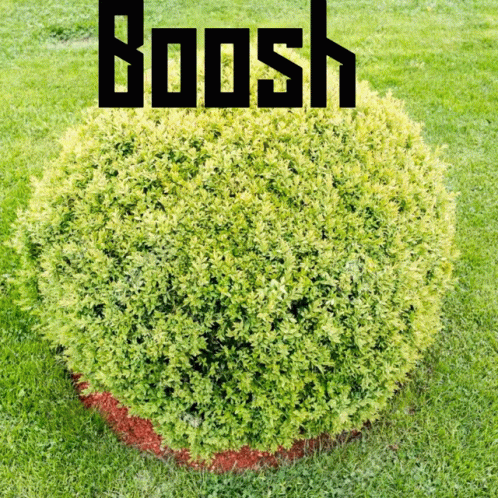 Bush with Boosh Above