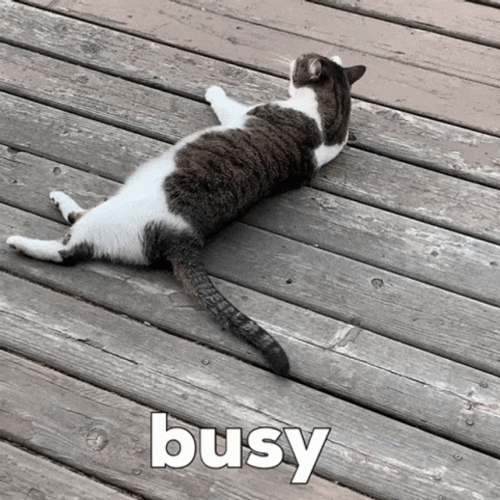 Busy Cat Lick Bath GIF