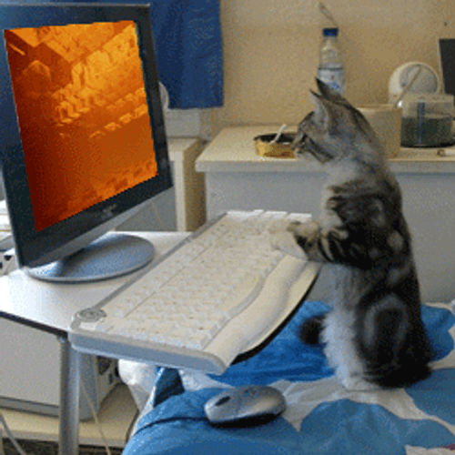 Jumping Cat Typing On Keyboard GIF