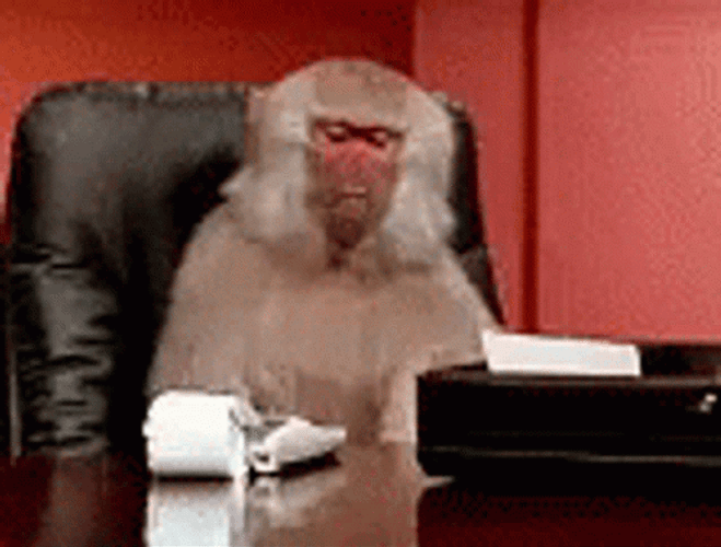 Busy Monkey Typing Calculate GIF