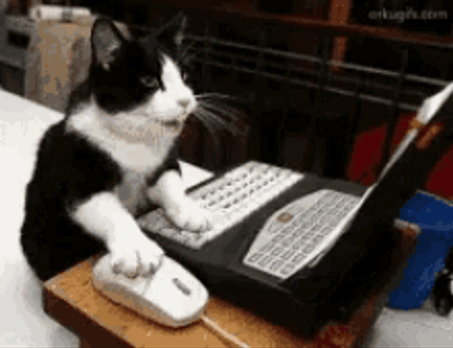 Busy Typing Cat On Laptop GIF