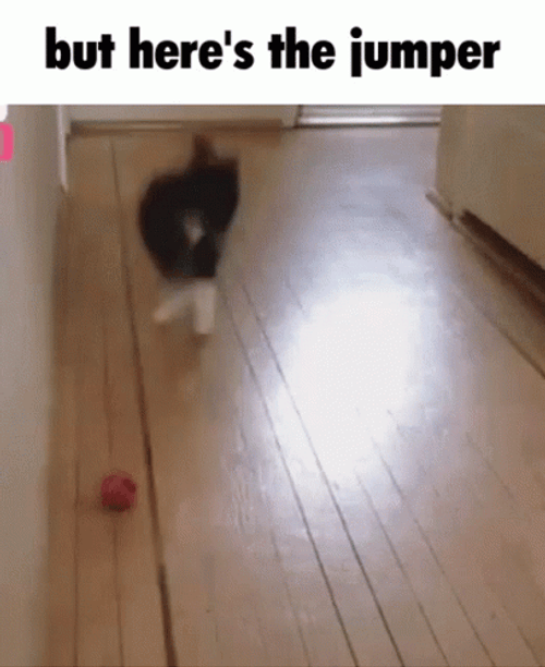 But Here's The Jumper Cat Jumping GIF