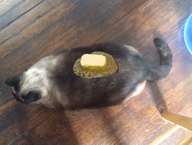 Butter Hungry Fat Cat GIF