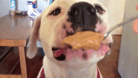 Butter Dogs Love GIF