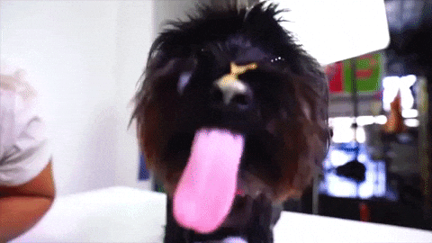 Butter Black Dog Licking GIF