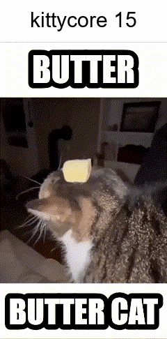 Butter Cat with Butter on Head
