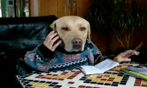 Butter Dog Answering Phone GIF