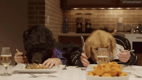 Butter Dog In The Table GIF