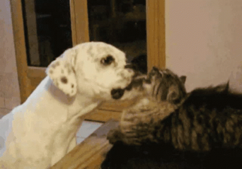 Butter Dog Licking Cat Face GIF
