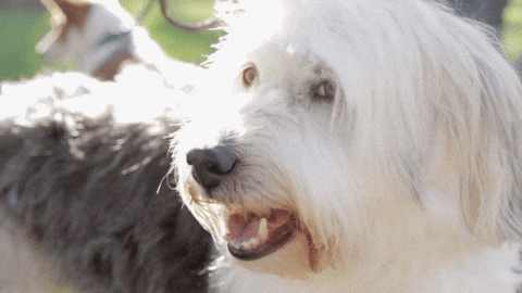 Butter Dog Panting GIF