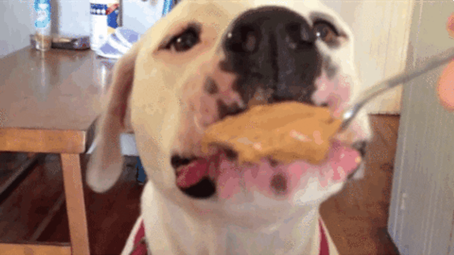 Butter Dogs Love GIF