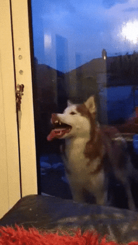Butter Husky Dog Licking Glass GIF