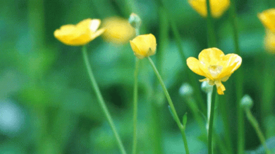Buttercup Tumblr Flower Moving GIF
