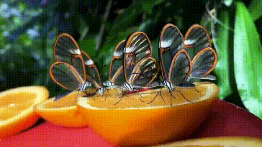 Butterflies Eating Fresh Orange GIF