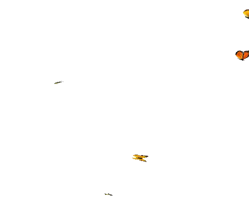 Butterflies Flying
