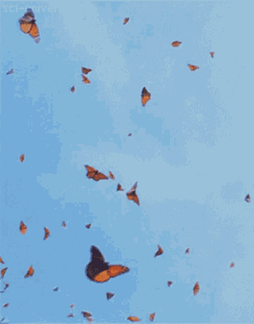 Butterflies Flying Gif GIF