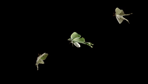 Butterflies Flying In The Dark GIF