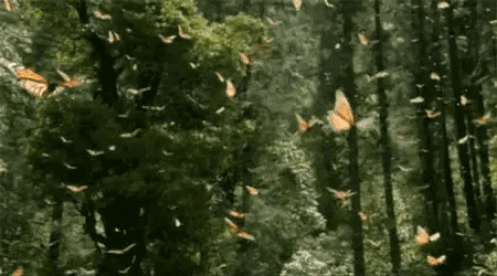 Butterflies Gif GIF