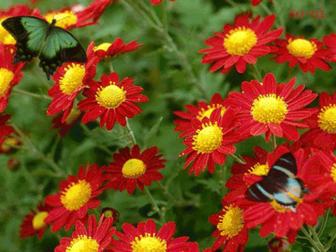 Butterflies On Red Flowers GIF