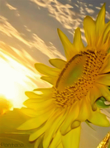 Butterflies With Sunflower Background GIF