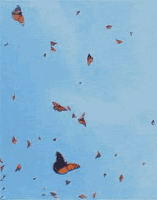Butterfly Blue Meme GIF