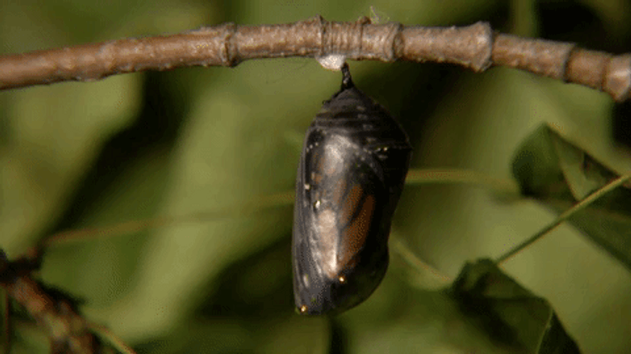 Butterfly Emerging From Chrysalis GIF