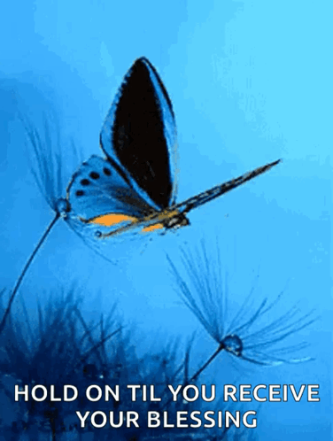 Butterfly Flying Over Dandelion Hold On Till You Receive Your Blessing