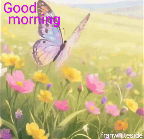 Butterfly Flying Over Field of Flowers Good Morning