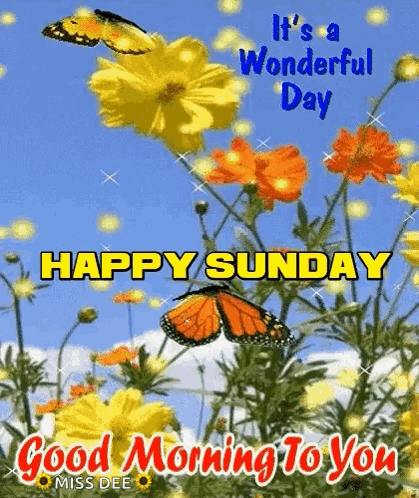Butterfly Flying Over Flowers Happy Sunday