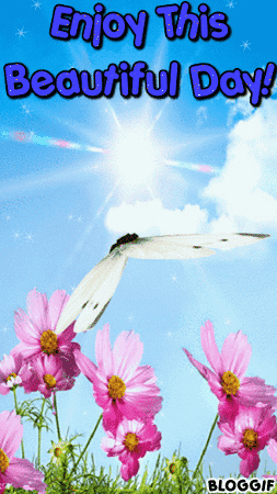 Butterfly Flying Over Pink Flowers Enjoy This Beautiful Day GIF