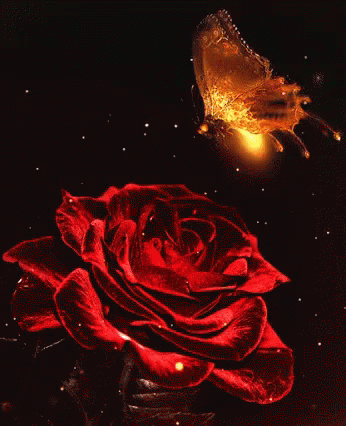 Butterfly Flying Over Red Rose GIF