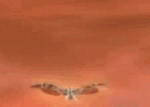 Butterfly Flying With Wings Spread GIF