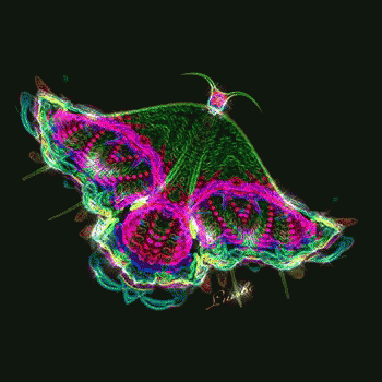 Butterfly On Black Background GIF