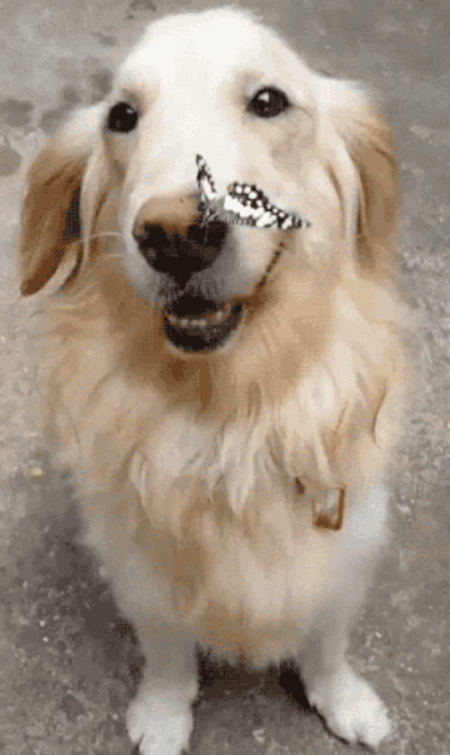 Butterfly On Dog Nose GIF