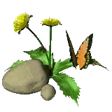Butterfly on Flower Next to Rock