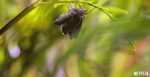 Butterfly On Green Leaf With Netflix GIF