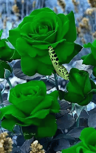 Butterfly on Green Rose