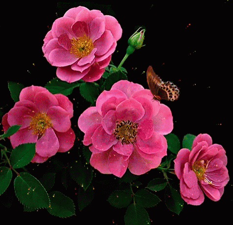 Butterfly On Pink Flower Black Background