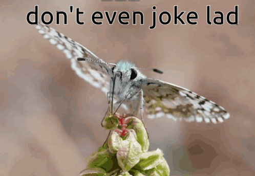 Butterfly on Plant Don't Even Joke Lad