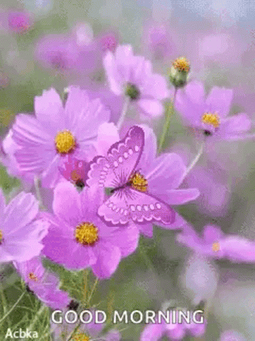 Butterfly On Purple Flower Saying Good Morning GIF