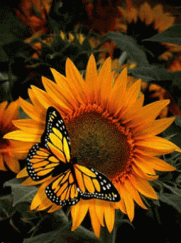 Butterfly On Sunflower GIF