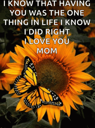Butterfly on Sunflower with Quote